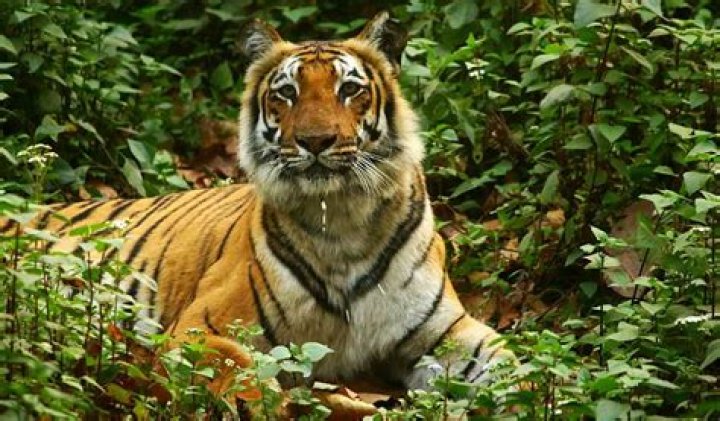 
Rising tiger numbers a threat to humans around Bihar’s Valmiki reserve 